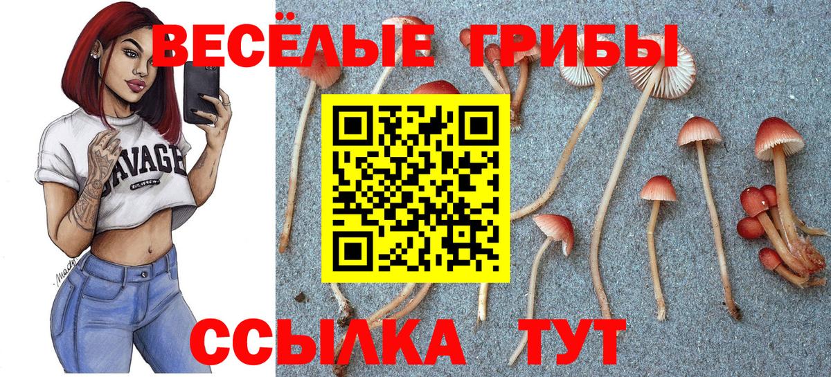 Псилоцибиновые грибы Psilocybe Чистополь